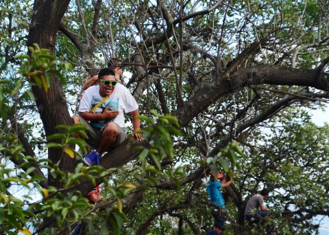 Guys in trees watching the parade. 