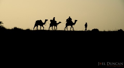 Camel-Safari-India