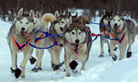 dogs in alaska